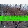 大量出售各种规格的占地用桃树（基地直销/质量保证/价格优惠）