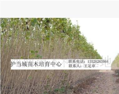 直径3公分中林46杨树苗河南省大量供应/ 基地直销/价格优惠