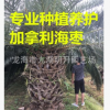 精品加拿利海枣 地径30~80cm 杆高30~350cm 基地直销