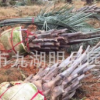 精品布迪椰子 头径30~40cm 杆高1~3米 耐寒植物 福建基地直销