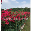 【绿化苗木】大红三角梅 批发多种花色勒杜鹃 福建漳州三角梅基地