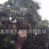 福建老人葵（华棕）杆高2m-8m 40~60cm 老人葵价格 基地批发直销