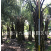 福建布迪椰子 耐寒植物 头径30~40cm 杆高1~3米 基地直销