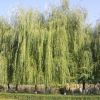 垂柳