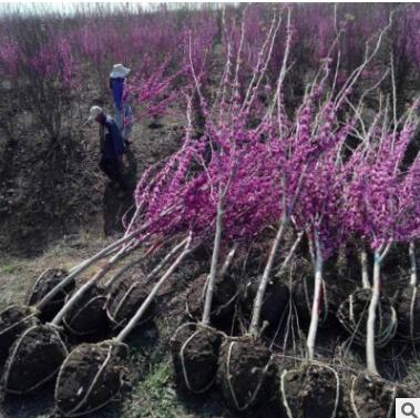 基地直销 紫荆花树苗 满条红丛生小苗绿化工程苗木行道树植物庭院