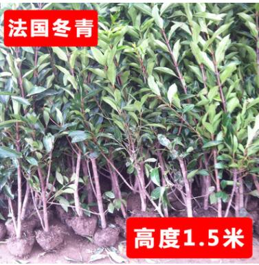 法国冬青苗庭院植物工程绿化苗木篱笆法国冬青树珊瑚树苗四季常青