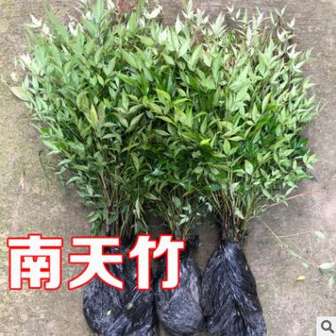 南天竹绿化苗木批发庭院植物绿化南天竹 天竺 南天竺 红天竹盆栽