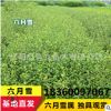 基地直销六月雪庭院别墅园林绿化工程庭院公园耐寒绿化植物好成活