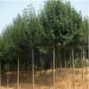 基地直销 绿化树木行道树 四季常青高杆大叶女贞耐寒植物量大优惠
