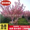 基地直销樱花庭院地栽绿化工程行道树早樱晚樱绿化好成活耐寒树木