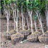 基地直销山茶花树 绿化工程行道耐寒茶花小区公园绿化树 量大优惠