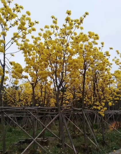 多花黄花风铃木