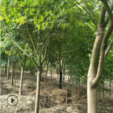 基地直销 鸡爪槭树绿化树木 色块绿篱 工程行道庭院青枫 量大优惠