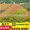 基地批发南天竹 彩色红叶色块绿化树木 南天竺常绿灌木篱观叶植物