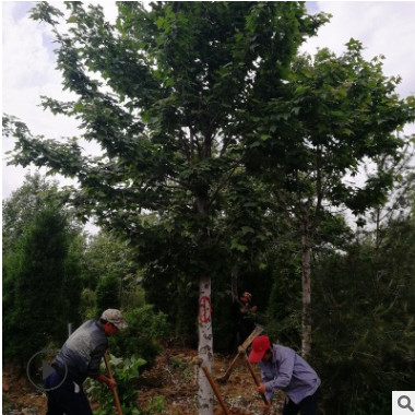 基地批发 三角枫树木 庭荫树行道树及护岸树种园林绿化公园景观树