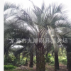 【园林绿化】布迪椰子 耐寒植物 头径30~40cm 杆高1~3米 基地直销