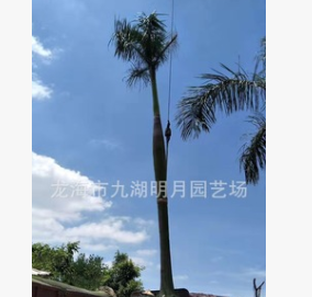 大王椰子 耐寒棕榈植物 头径30~45cm 杆高1~6米 基地直销