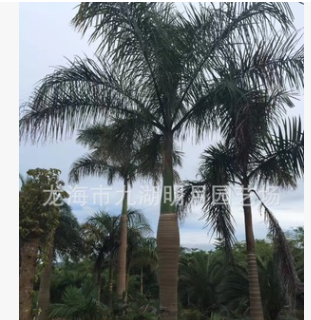 大王椰子 地径30~45cm 杆高1~6米 棕榈植物 福建基地直销