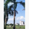 大王椰子 头径30~45cm 杆高1~6米 耐寒棕榈植物 基地直销