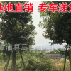 批发工程苗木 胸径12高度4-5米骨架移植香樟 大量批发骨架香樟