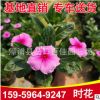 时花 香彩雀 供应各种时花高度20-25价格1.2 福建基地直销