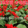 一串红小苗袋苗杯苗 市政工程道路绿化公园花坛
