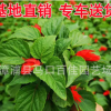 一串红工程苗 花卉基地直销 鲜艳观赏花卉 路政绿化 一串红批发