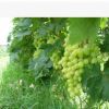 供应优质贝达嫁接无核白鸡心扦插苗木批发无核青提早熟可晒葡萄干