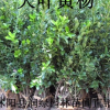大叶黄杨