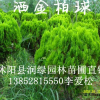 洒金柏球