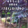 紫叶李