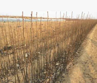 供应梨树苗 新梨七号适合北方大面积种植的梨树苗 梨树苗基地直销