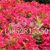 红王子锦带
