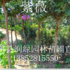 紫薇