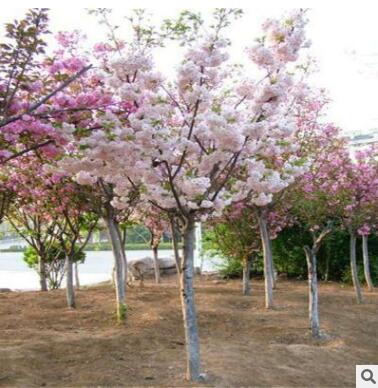 批发嫁接樱花苗重瓣樱花树苗日本樱花树苗庭院观花植物绿化品种全