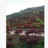 原生红枫盆栽园林景植物 量大从优