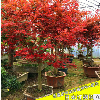 批发日本红枫树苗庭院绿化植物客厅阳台四季中国红枫盆栽嫁接红枫