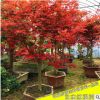 批发日本红枫树苗庭院绿化植物客厅阳台四季中国红枫盆栽嫁接红枫