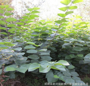 供应各种绿化苗紫荆 紫荆基地 紫荆价格 紫荆图片 满条红批发