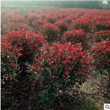 色块绿化苗石楠球 优质红叶石楠球规格齐全 红叶石楠球工程绿化