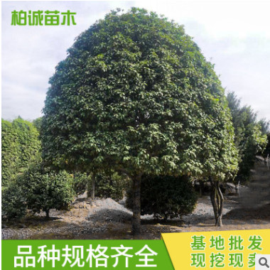基地供应桂花树 四季嫁接桂花树苗 丛生桂花苗公园街道行道树苗