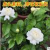 茉莉花苗花卉驱蚊白花白茉莉芳香四溢四季开花重瓣茉莉花小苗批发