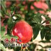 批发地栽四季红石榴 铁皮石榴 甜石榴树苗 品种齐全 量大从优