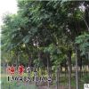 批发栾树树苗 基地即时发货 绿化工程苗 栾树苗规格 品种齐全