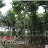 批发七叶树树苗 绿化工程 基地七叶树苗销售 行道风景树 易成活