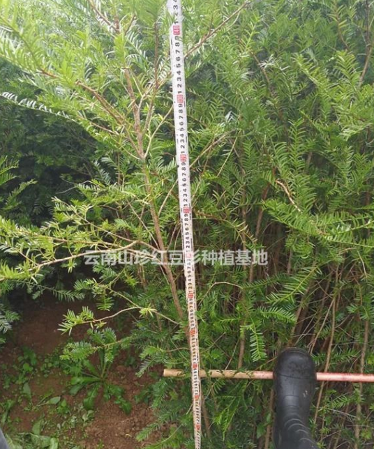 红豆杉价格 昆明红豆杉基地 红豆杉价格