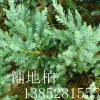 铺地柏