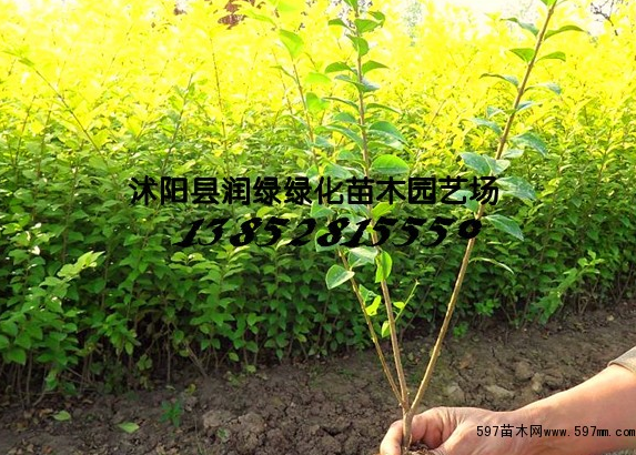 QQ截图20190823085652