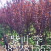 紫薇