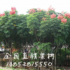 栾树